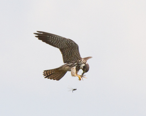Hobby and Prey