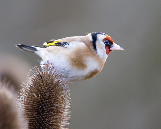 Goldfinch  stance 2