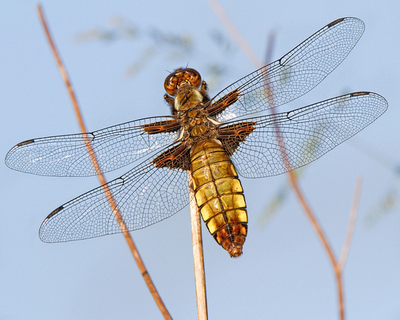Broad Bodied Chaser (Female)