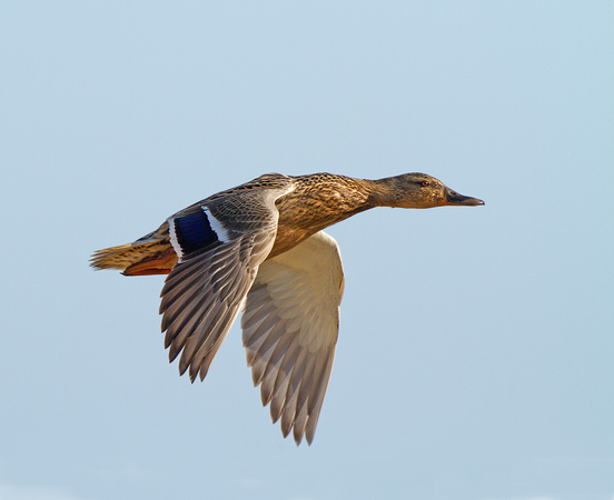 Duck flight