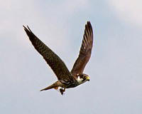 Hobby with prey ( Some times you get lucky )