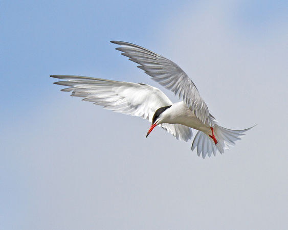 Rutland Tern
