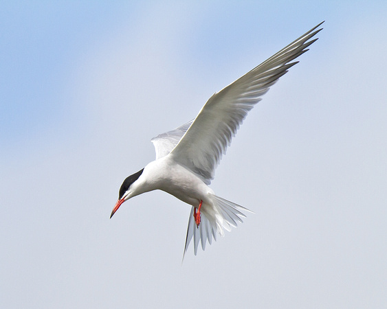 Rutland Tern 2