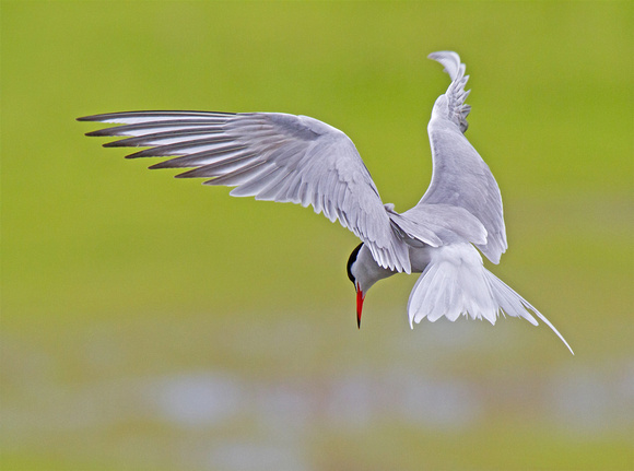 Tern about, please.