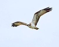 Osprey at Rutland Water