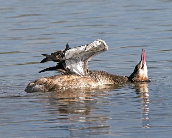Grebe Contortions ( No Grebes were hurt in the making of this image )