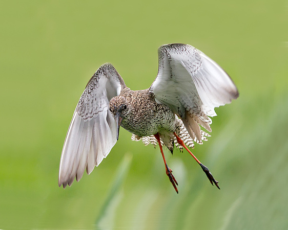 Redshank coming in to land