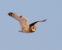 Sunset Owl Flight