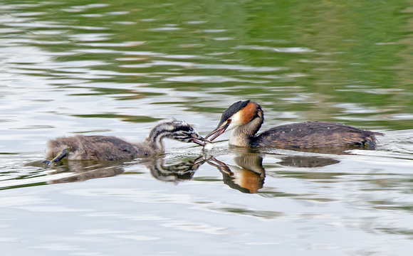 Mother Grebe and Juvenile