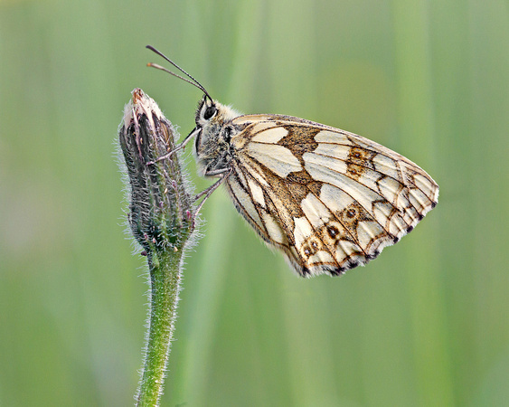 Marbled White Two