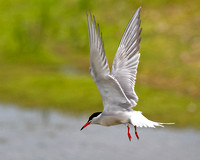 Common Tern Hover