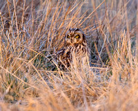 Owl in the grass