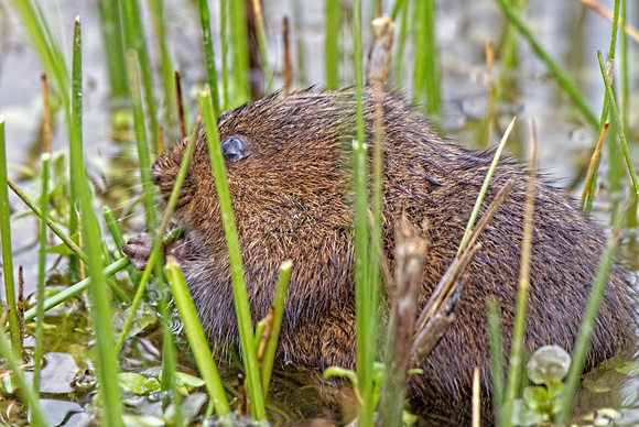 Ratty (Water Vole Tales from the river bank )
