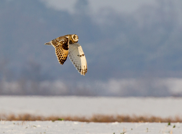 Owl over snowy Northamptonshire