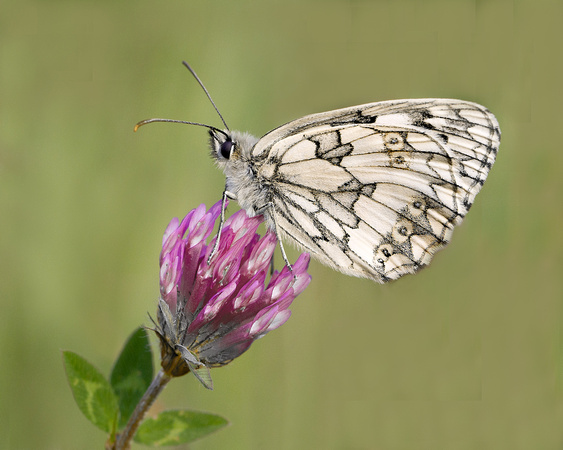 Marbled White Four