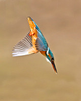 Kingfisher in mid dive
