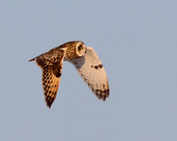 Sunset Owl Flight