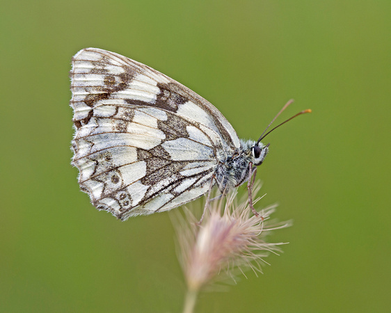 Last Marbled White